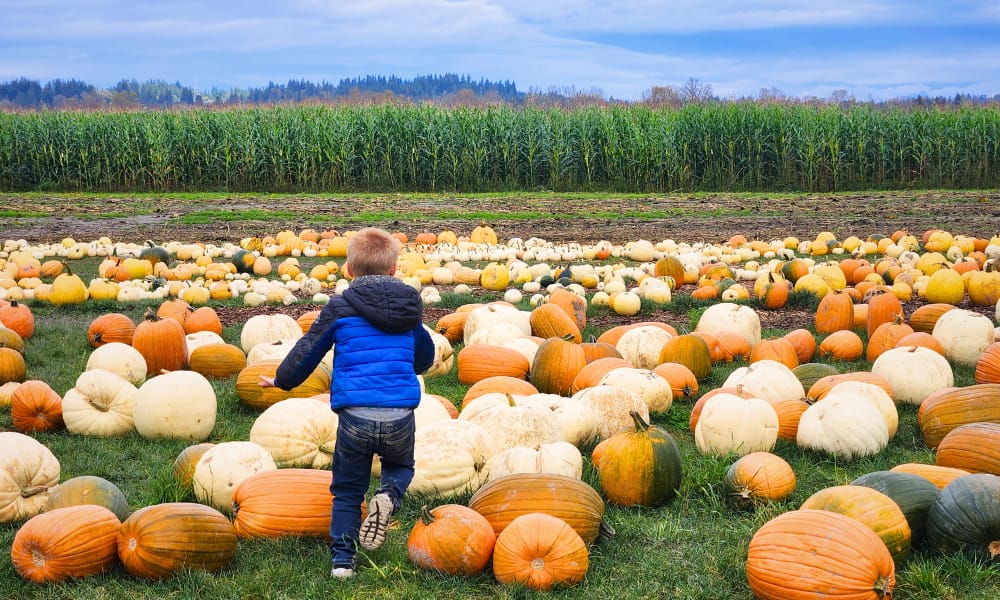 Child running through colorful pumpkins at Stocker Farms Pumpkin Patch in Snohomish, WA