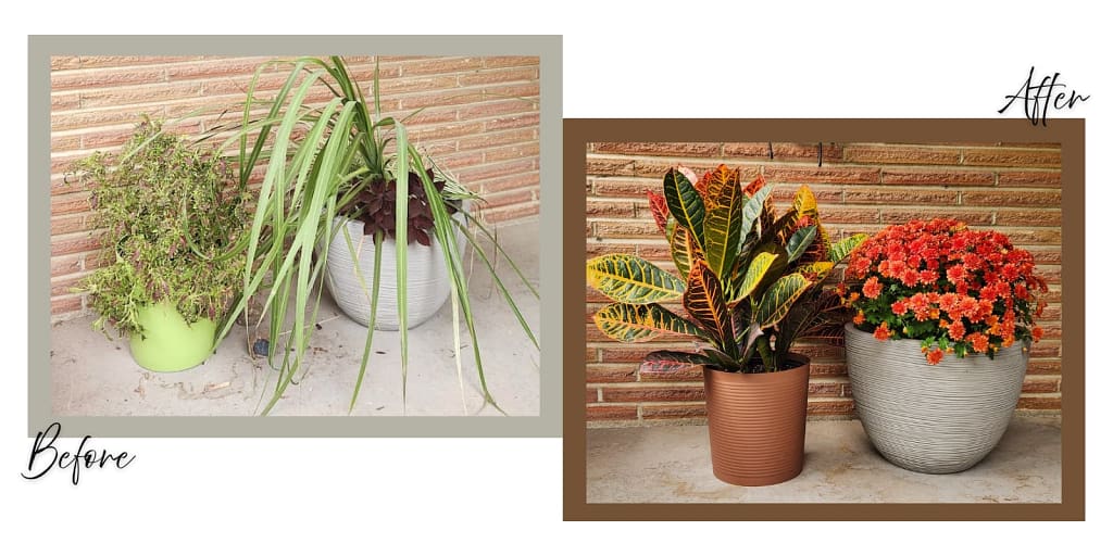 Before: Two porch planters with overgrown and fading summer plants in green and gray pots.
After: Two porch planters with bright orange mums and colorful croton plants in taupe and gray pots for fall.