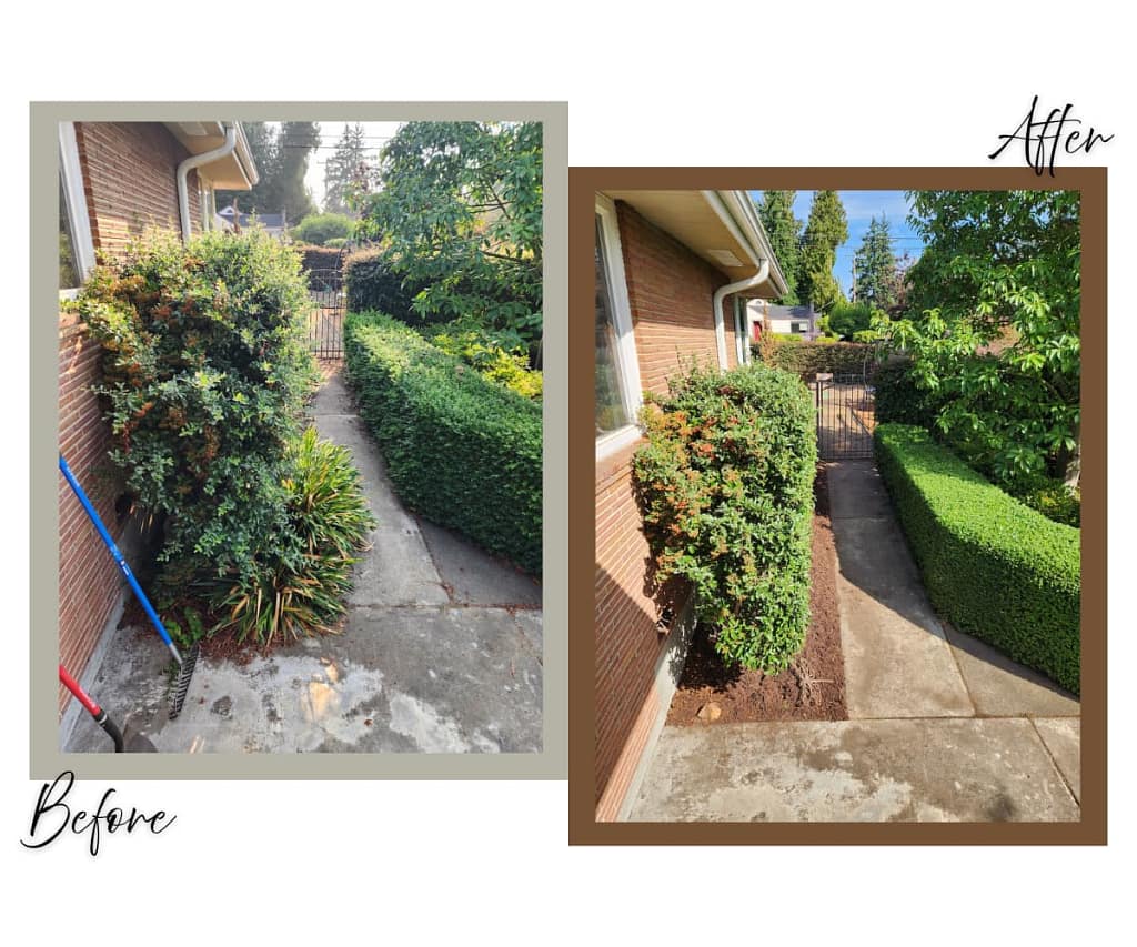 Before: Overgrown hedges and plants crowding a walkway leading to a brick house.
After: Trimmed hedges and cleared walkway with fresh mulch along the path to a brick house.