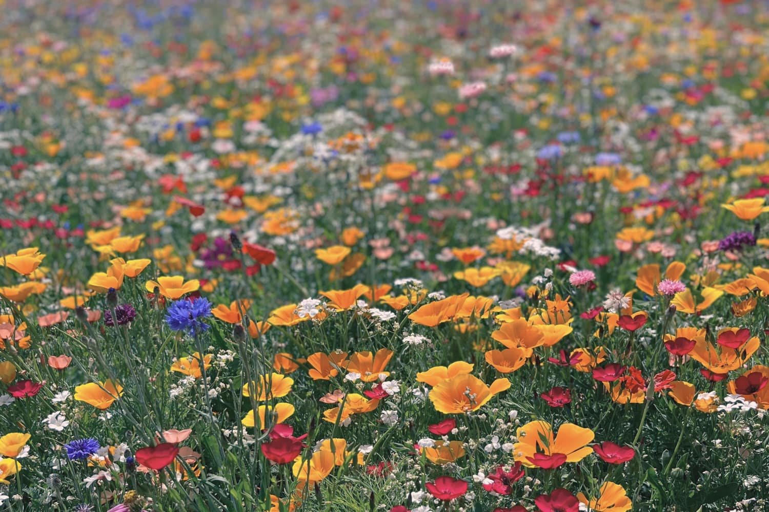 Wildflowers in a field