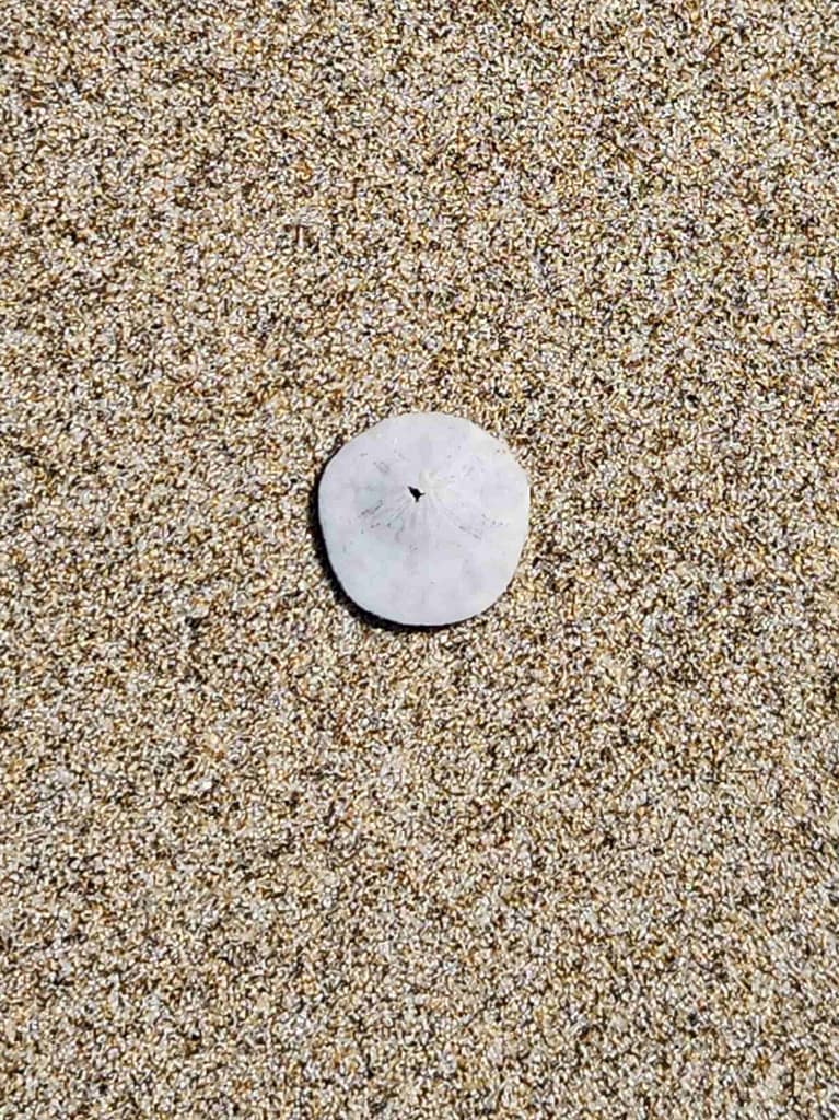 Small sand dollar in the sand at the beach