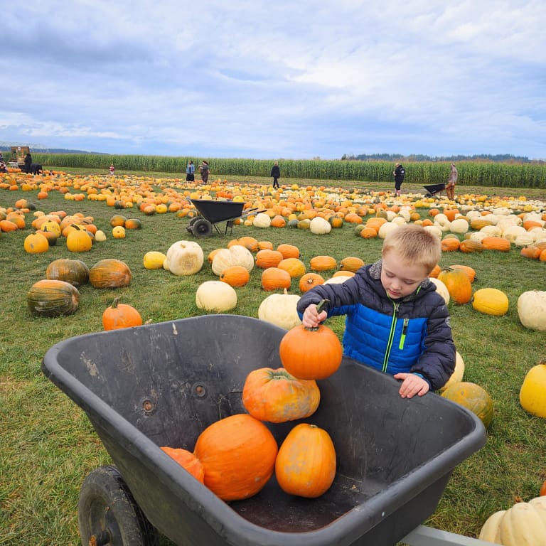 Boy picking pumpkins and putting them in a wheelbarrow at Stocker Farms pumpkin patch