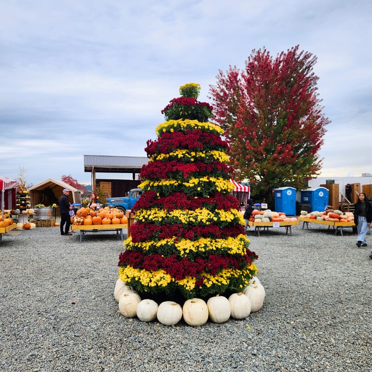 Display of mums and pumpkins at Stocker Farms