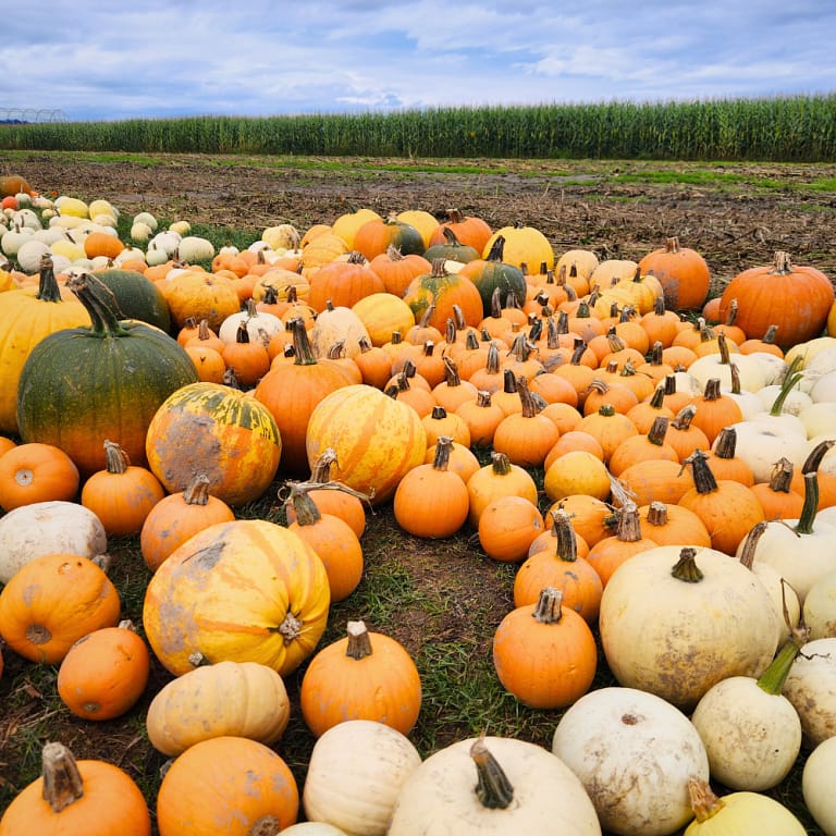 Field full of pumpkins at Stocker Farms pumpkin patch