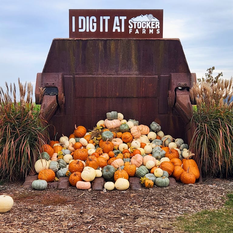 Pumpkin display in the scoop of a digger at Stocker Farms in Snohomish
