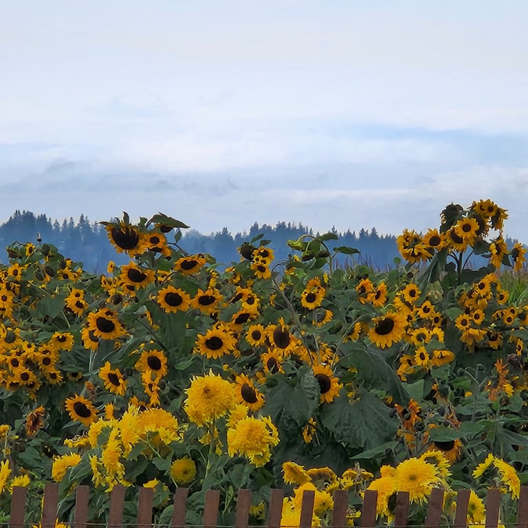 Bright yellow sunflowers at Stocker Farms Pumpkin Patch in Snohomish