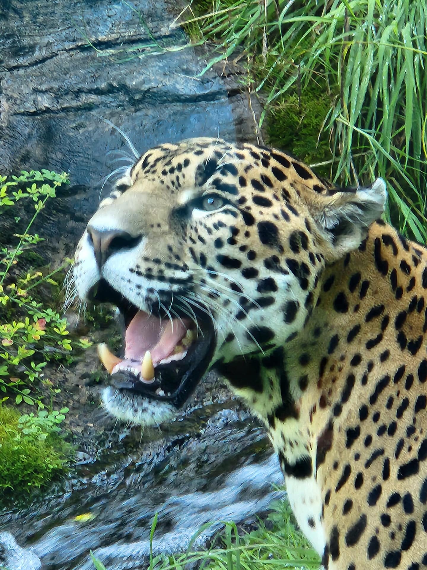 Close-up of jaguar with mouth open