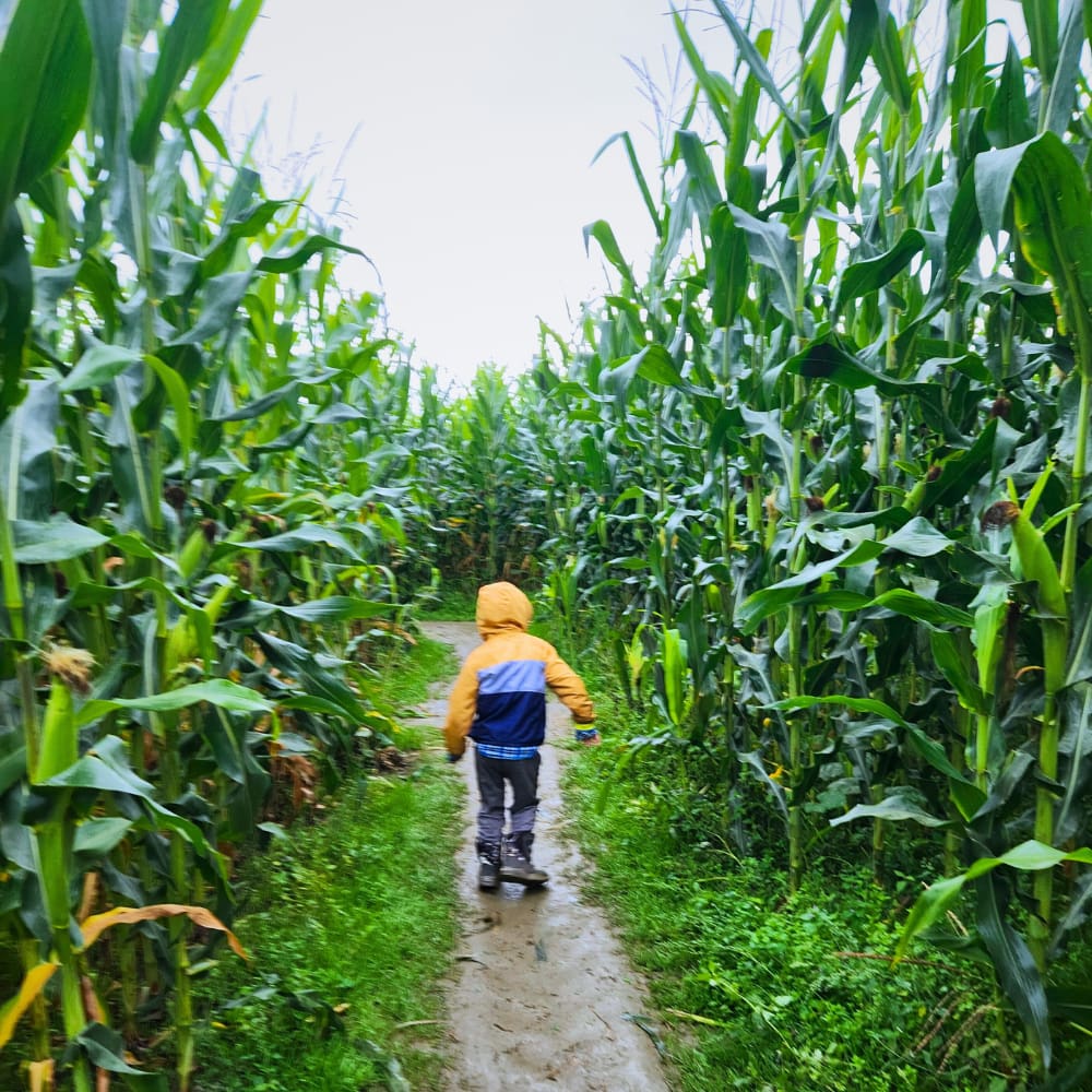 Child walking through the corn maze at Stocker Farms Fall Festival