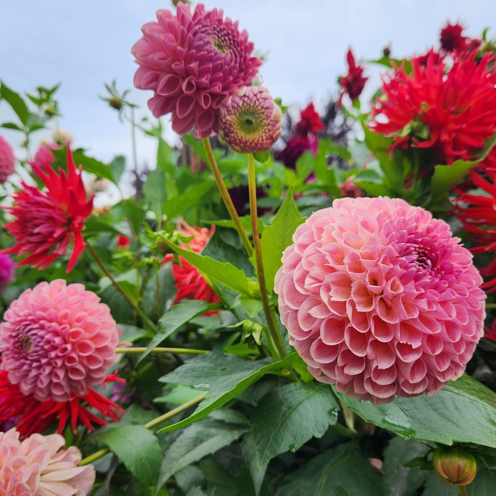 Pink and red dahlia flowers in bloom at Stocker Farms during early fall