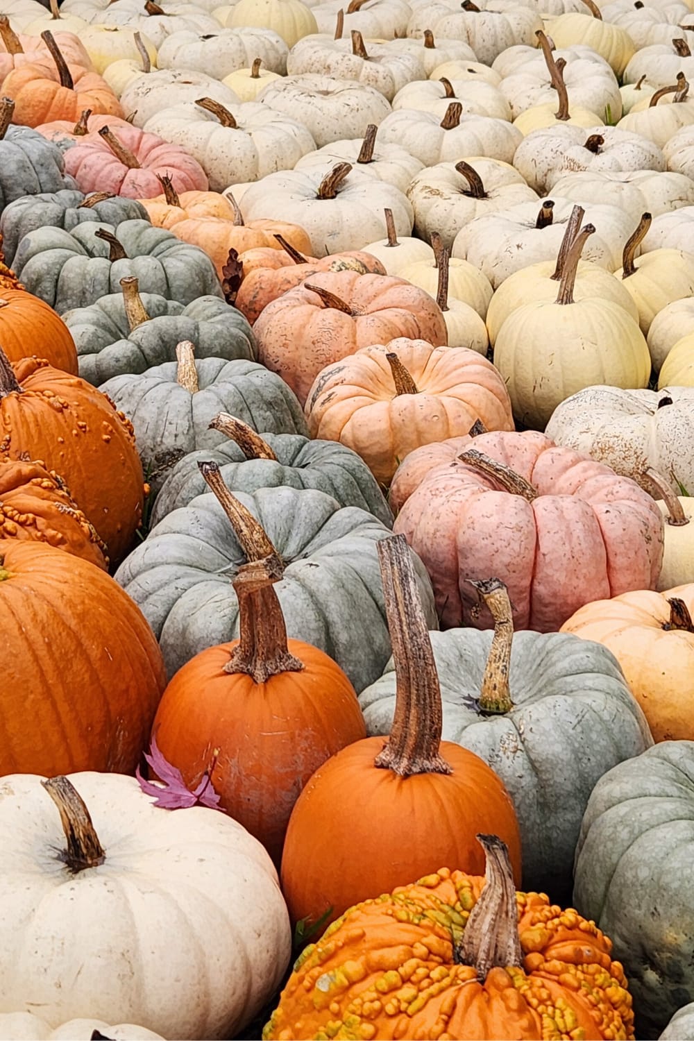 Rows of orange, green, pink, and white pumpkins at Stocker Farms in Snohomish