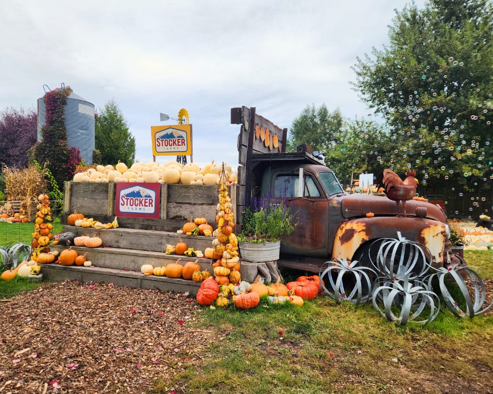 Pumpkin display built on old truck at Stocker Farms in Snohomish
